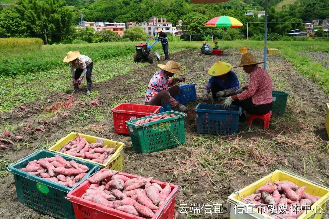 信宜农作物_信宜蔬菜种殖基地_信宜种植什么致富