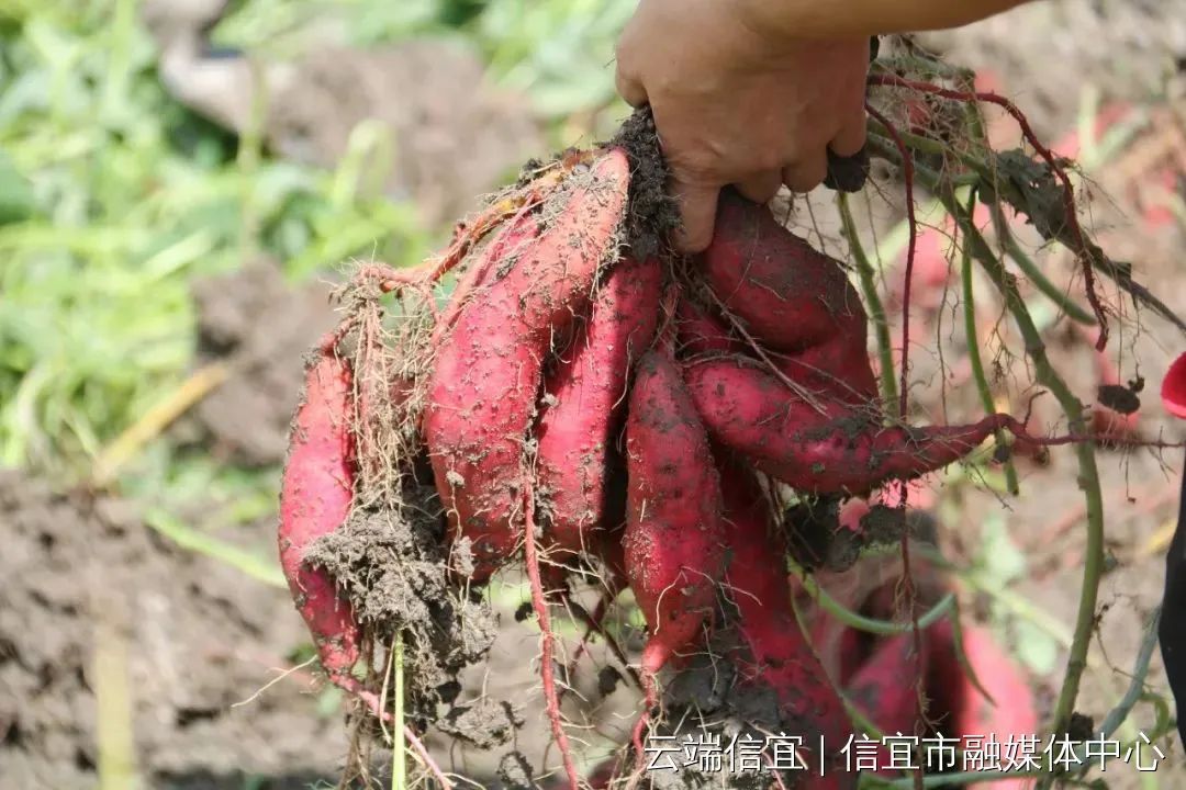 信宜种植什么致富_信宜蔬菜种殖基地_信宜农作物
