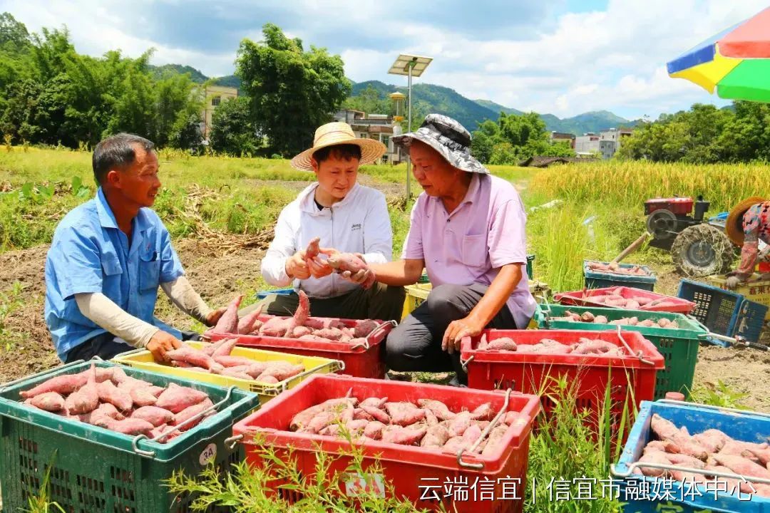 信宜种植什么致富_信宜农作物_信宜蔬菜种殖基地