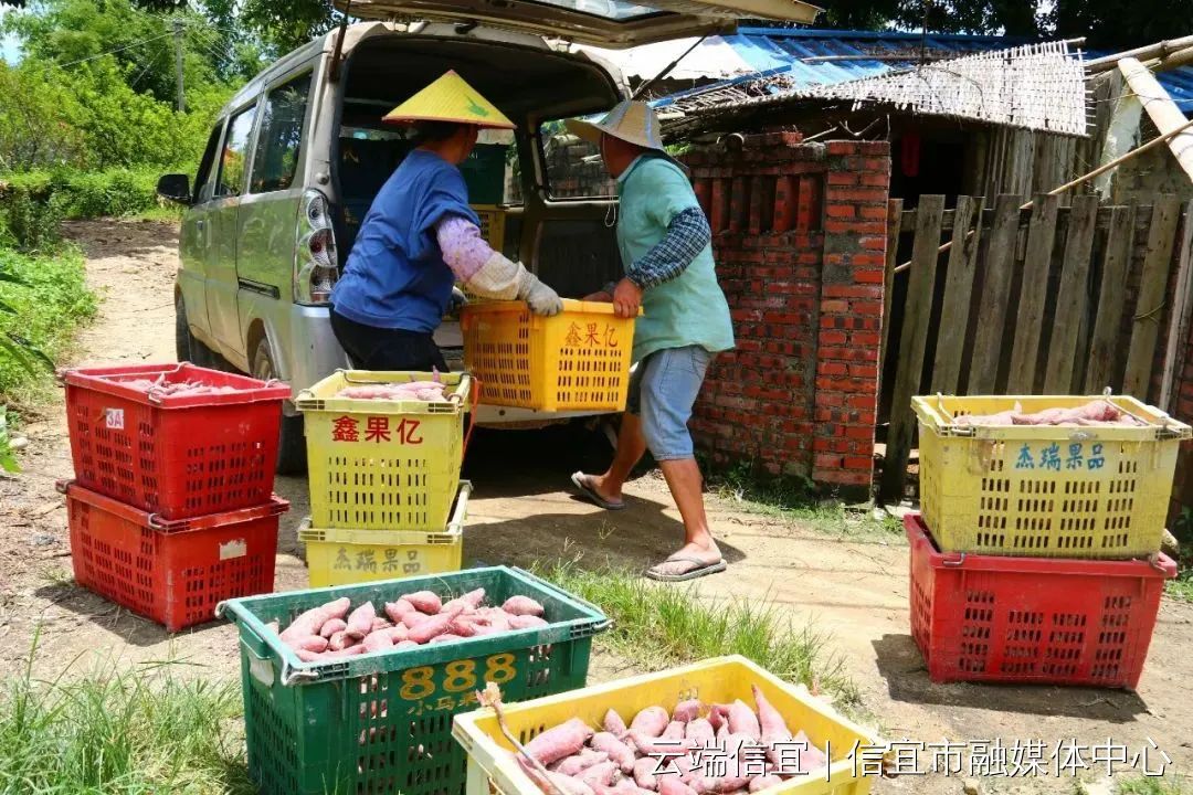 信宜种植什么致富_信宜蔬菜种殖基地_信宜农作物