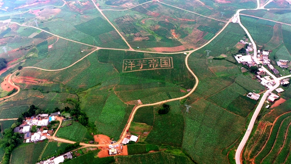 云南种树致富_云南种植什么致富_云南种植业什么最赚钱