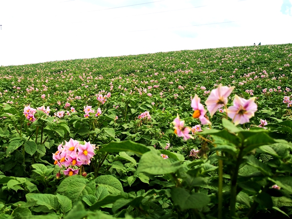 云南种植什么致富_云南种树致富_云南种植业什么最赚钱