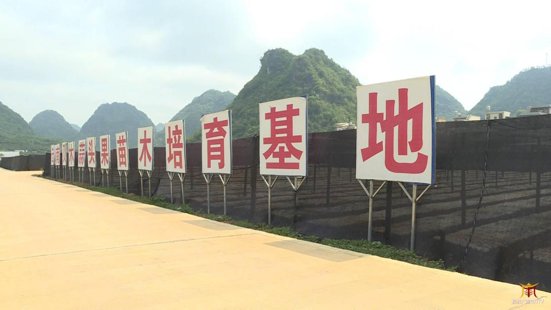 云南广南：濒危植物中华神经酸树（蒜头果）成“致富果”