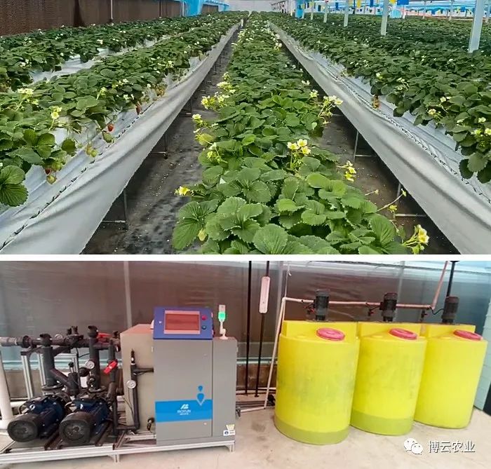 种植青梅管理技术视频_青梅种植技术视频_青梅种植技术与管理