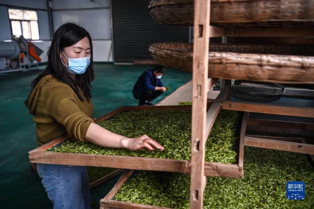 陕西油松苗_陕西大雁苗致富经_陕西农林卫视致富故事会