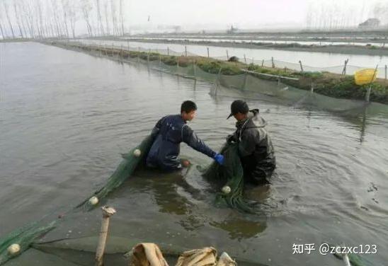 武汉源农优品水产泥鳅养殖前景如何？