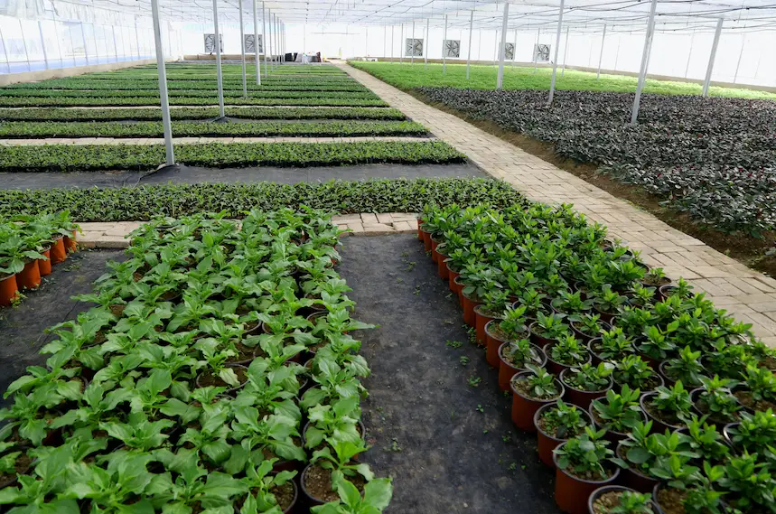 农村种菜致富案例_种植地菜致富_致富种植地菜怎么样