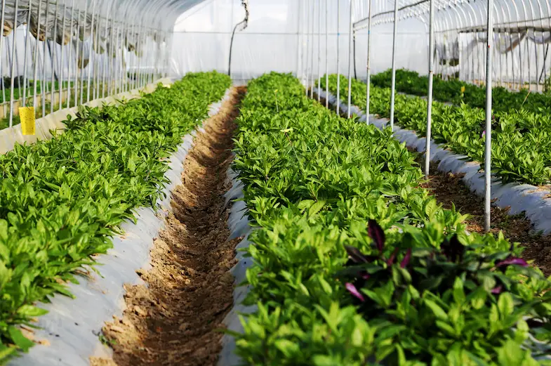 农村种菜致富案例_种植地菜致富_致富种植地菜怎么样