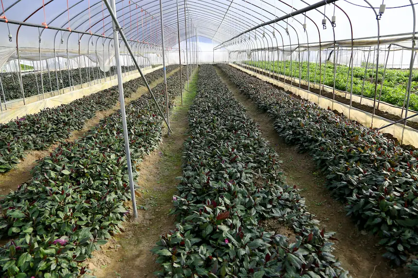 致富种植地菜怎么样_种植地菜致富_农村种菜致富案例