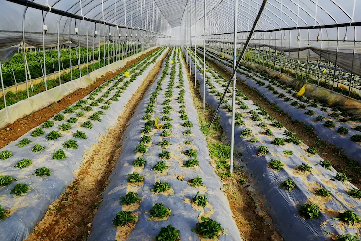种植地菜致富_农村种菜致富案例_致富种植地菜怎么样