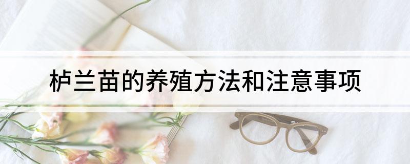 钻喙兰养殖技术_钻喙兰养殖技术_钻喙兰养殖技术