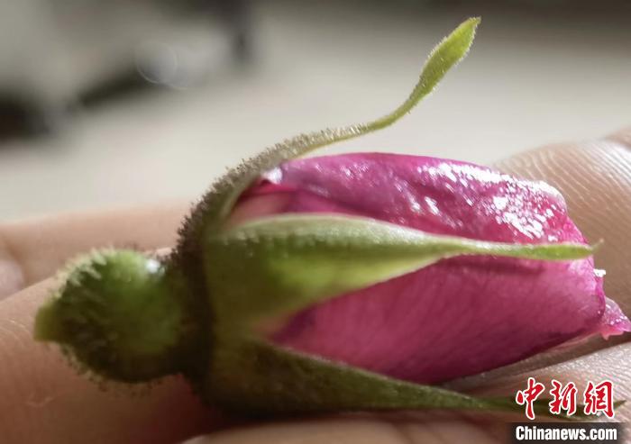 种植玫瑰花的视频_种植玫瑰花赚钱吗_致富经玫瑰花种植视频