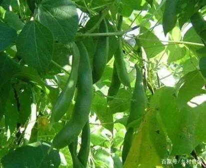 种植青梅管理技术要点_种植青梅管理技术视频_青梅种植技术与管理