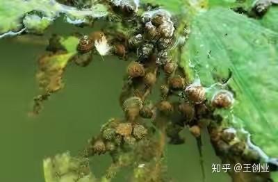 养殖田螺赚钱吗前景_cctv致富经田螺养殖_致富经养殖田螺技术视频