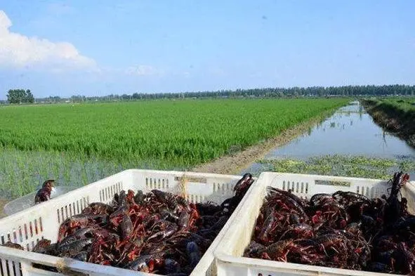 鲶鱼的养殖方法和技术_如何养殖鲶鱼_养殖鲶鱼方法技术视频教程