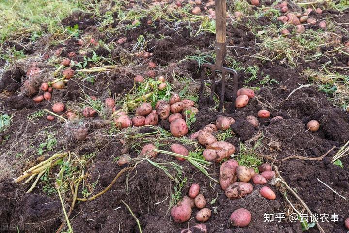 豪猪养殖技术资料_豪猪的养殖技术_养殖资料豪猪技术要点