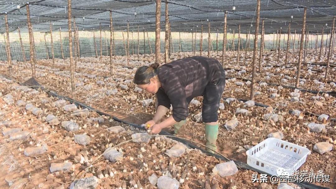 致富经食用菌种植_种植食用菌赚钱吗_食用菌种植致富模式是