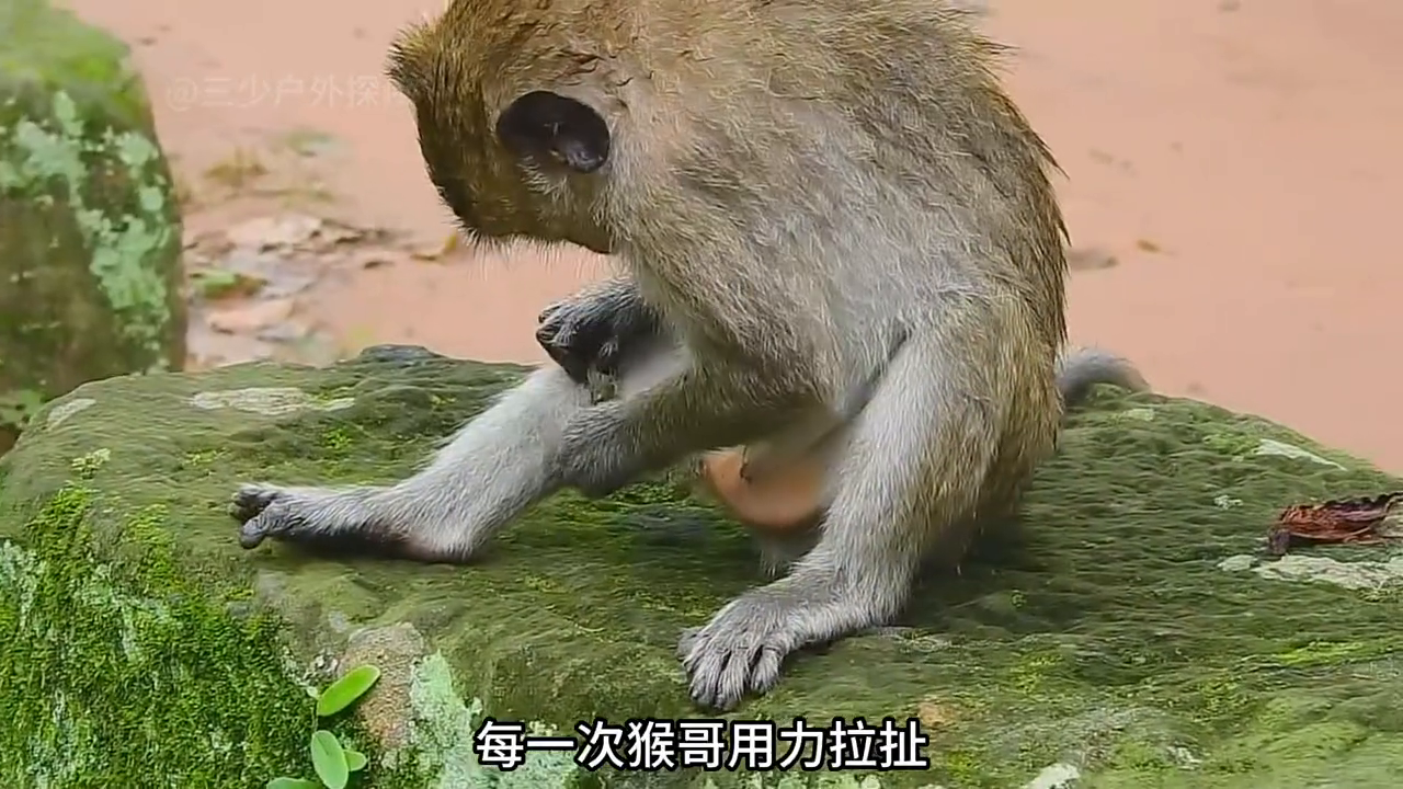 网箱蚂蝗养殖技术视频_网箱养水蛭成本及利润_蚂蝗养殖视频直播