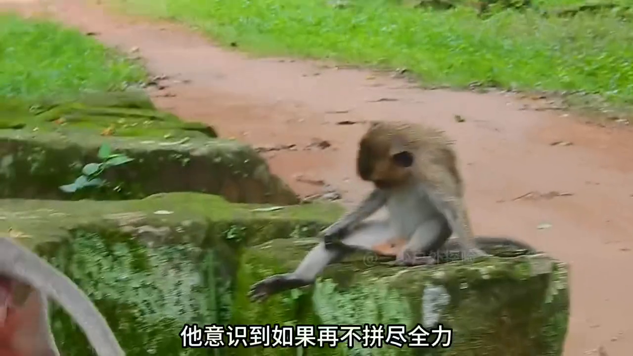 网箱蚂蝗养殖技术视频_网箱养水蛭成本及利润_蚂蝗养殖视频直播
