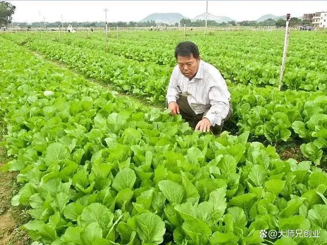 华北致富种植项目招聘_华北种植什么最赚钱_华北种植致富项目