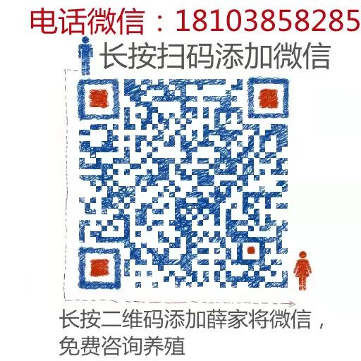 致富经土鸡养殖_致富经散养土鸡_致富经散养士鸡篇