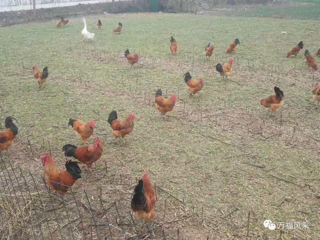 致富经土鸡养殖视频_致富经散养士鸡篇_致富经土鸡养殖