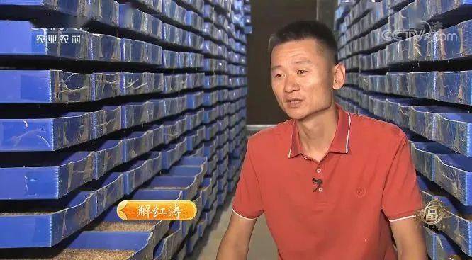 致富经黄粉虫养殖视频_致富经黄粉虫养殖视频_致富经黄粉虫养殖视频