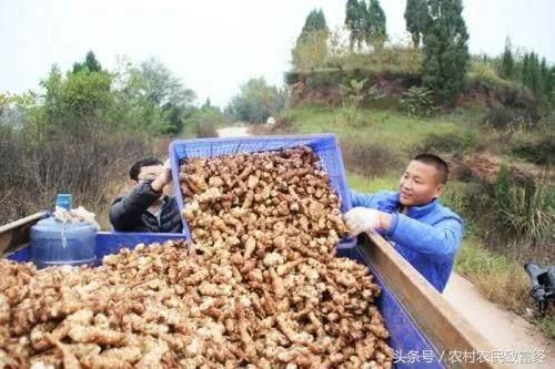 农民家乡种普通蔬菜致富 1年赚30万 1亩收入1万 种1次永远有收获
