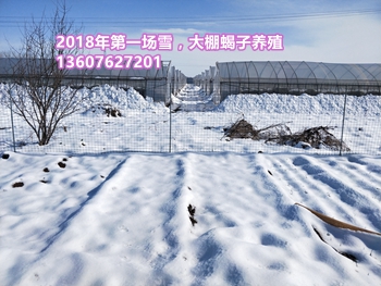 致富经黄粉虫养殖视频_致富经黄粉虫养殖视频_致富经黄粉虫养殖视频