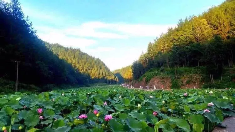 土蜂养殖前景_养土蜂前景怎么样_养土蜂致富经