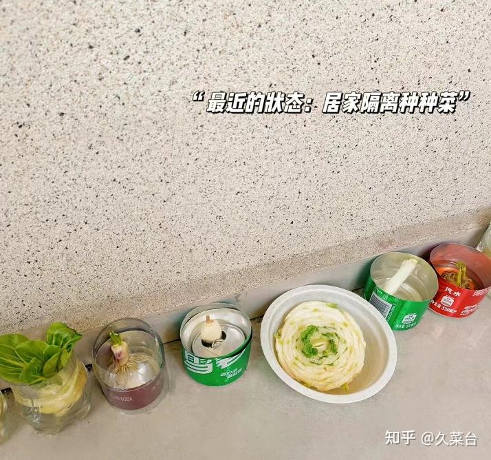 视频芹菜种植技术大全_芹菜种植技术与视频_种植芹菜的视频