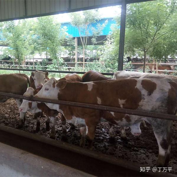 致富牛 肉牛养殖_肉牛养殖致富经_肉牛养殖创业