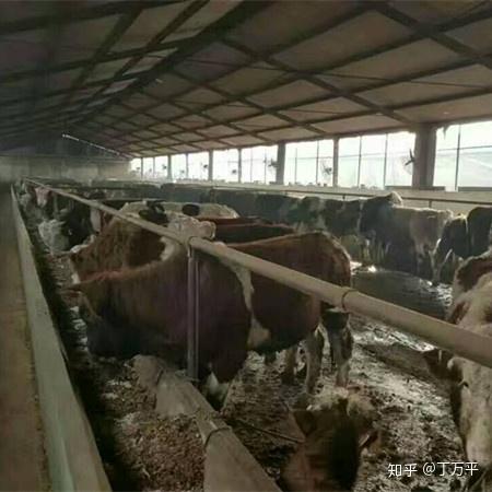 肉牛养殖致富经_肉牛养殖创业_致富牛 肉牛养殖