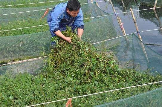 养黄鳝致富_致富经养鳝鱼_致富经养鳝