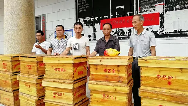 养土蜂致富经_养殖土蜂_农村养土蜂技术视频