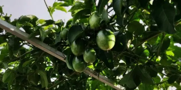 如何在庭院种植百香果？全程教你方法，从开花到结果不误时