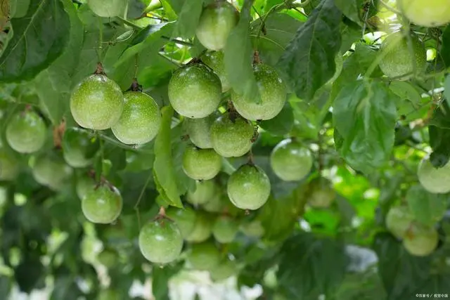 百香果苗种植技术_香果树种子图片_香果的种植方法