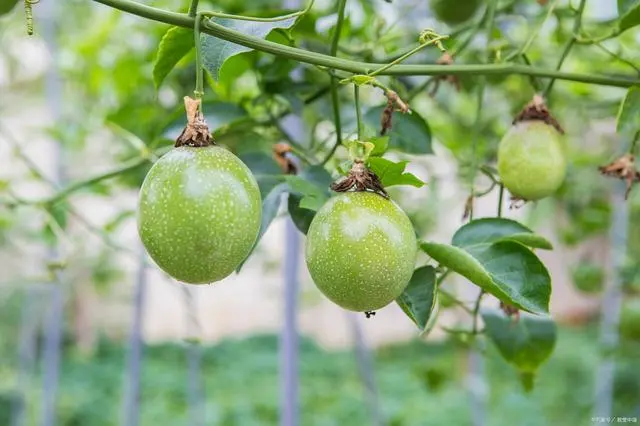 百香果苗种植技术_香果的种植方法_香果树种子图片
