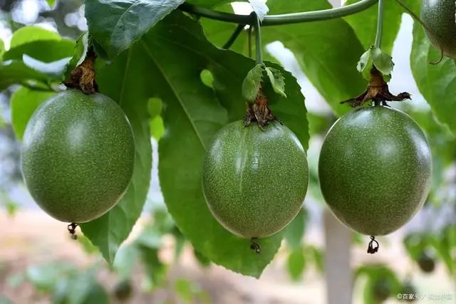 百香果苗种植技术_香果的种植方法_香果树种子图片