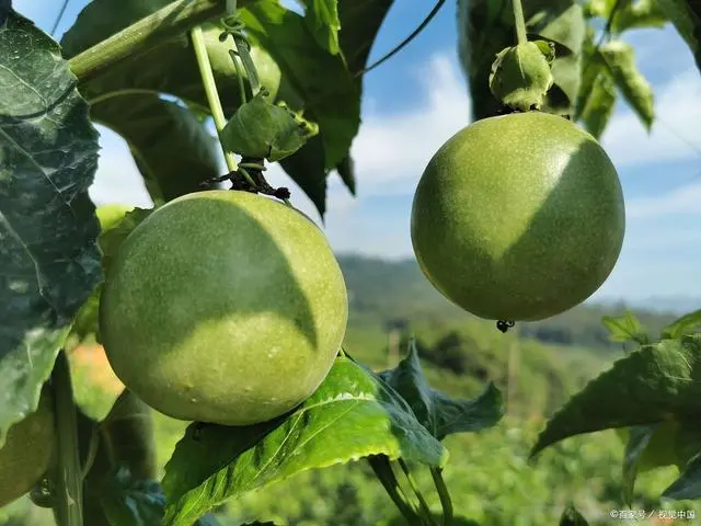 香果树种子图片_香果的种植方法_百香果苗种植技术