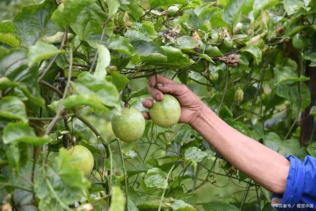 百香果苗种植技术_香果树种子图片_香果的种植方法