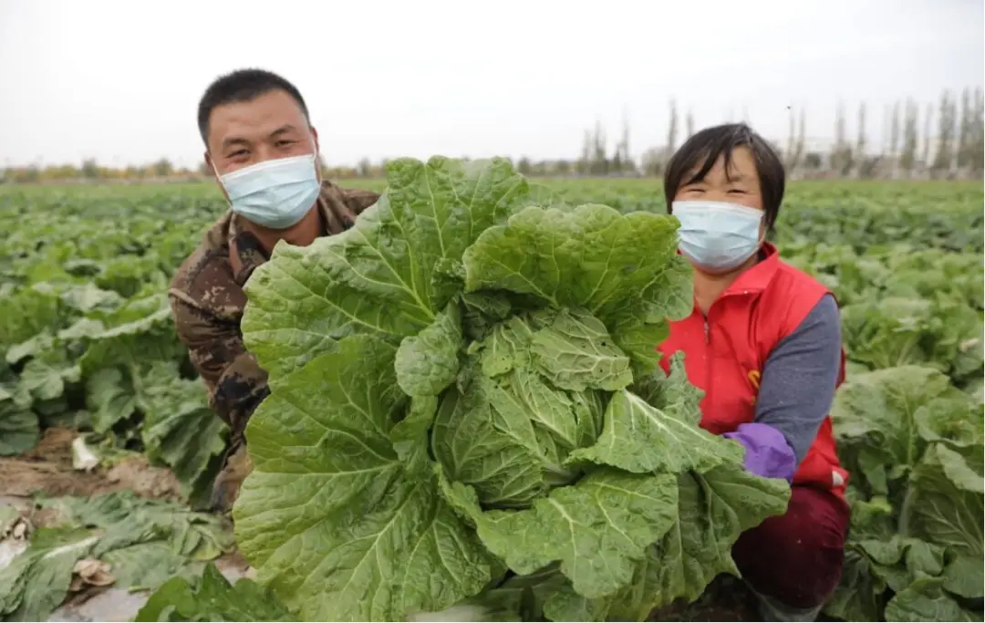 【乡村振兴进行时】师市“两年三熟”复播种植模式助农增收