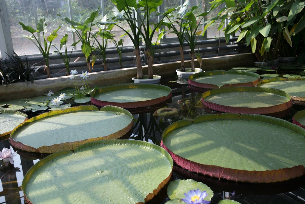 释迦栽培技术_释迦养殖技术_温室种植释迦技术