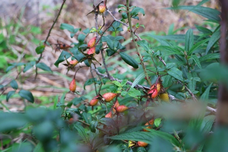 免费种植致富果_种植致富经_致富种植视频全集