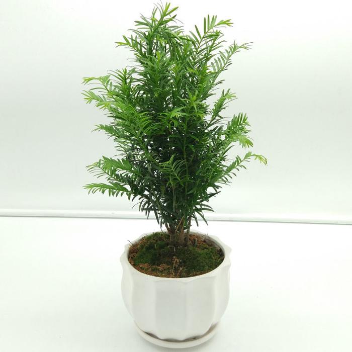 “正宗”黄花梨树苗，小苗做盆栽，大树转移种果树，一举两得