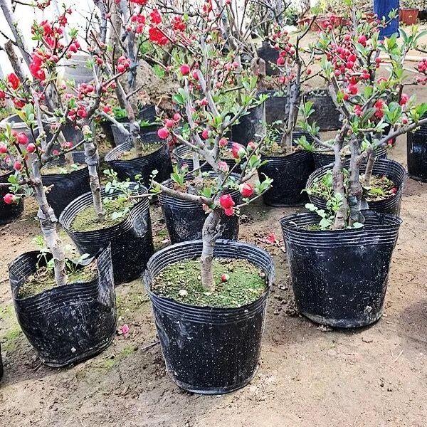 “正宗”黄花梨树苗，小苗做盆栽，大树转移种果树，一举两得
