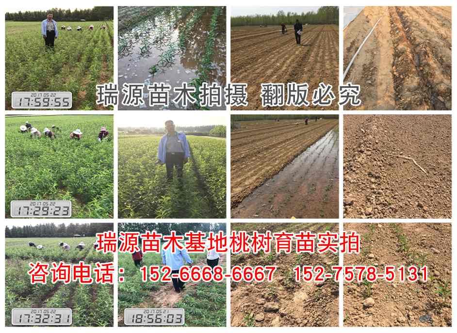 雪桃好的品种是哪些品种_雪桃好的品种是哪些哪个品种好