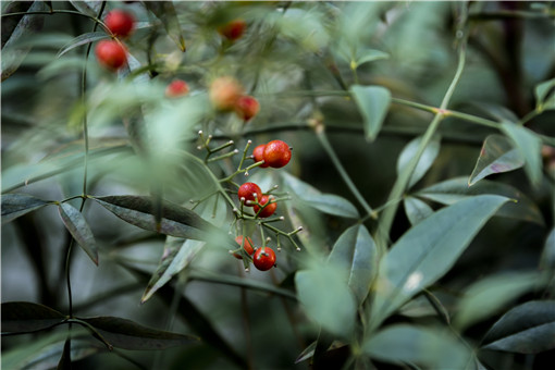 野生大枸骨树值多少钱？哪个季节移栽好？有哪些功效及作用？