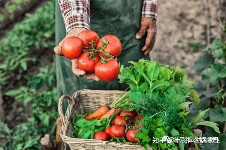 蔬菜种植时间表（建议收藏）