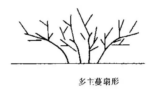 葡萄种植新技术视频_种植葡萄的视频_视频种植葡萄技术新颖